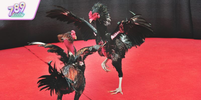 Chiêm ngưỡng những trận đá gà trực tuyến đỉnh cao