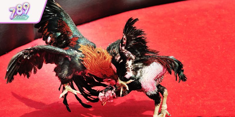 Cuộc đối đầu kịch tính của hình thức cựa dao