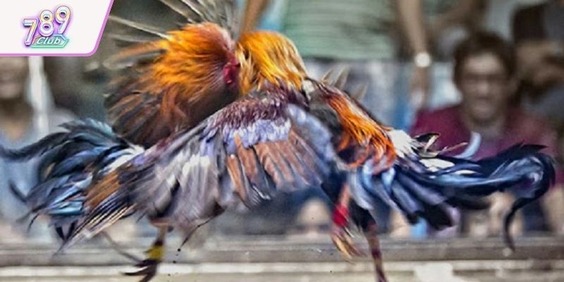 Một vài hình thức cược chọi kê tỷ lệ thưởng cao