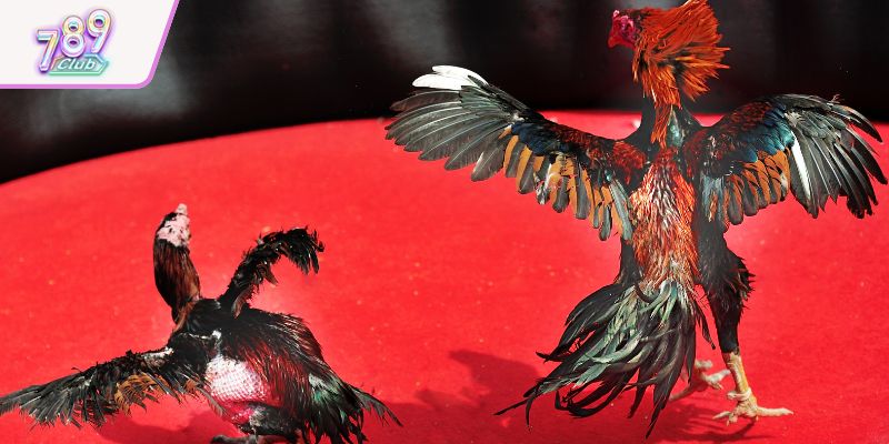 Theo dõi kết quả các trận đấu gần đây