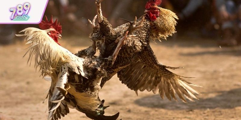 Ưu điểm chỉ có tại sảnh đá gà 789club hấp dẫn